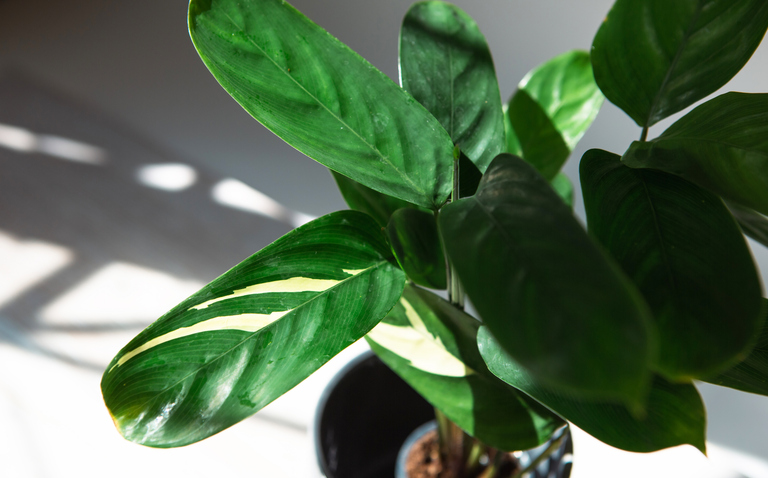 How to Care for Ctenanthe ‘Golden Mosaic’, living house plants, bayview flowers, daisy ai, ai powered plant care 