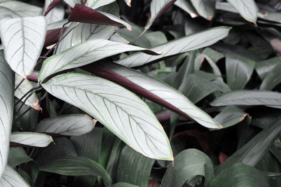 How to Care for Ctenanthe ‘Grey Star’, living house plants, bayview flowers, daisy ai, ai powered plant care