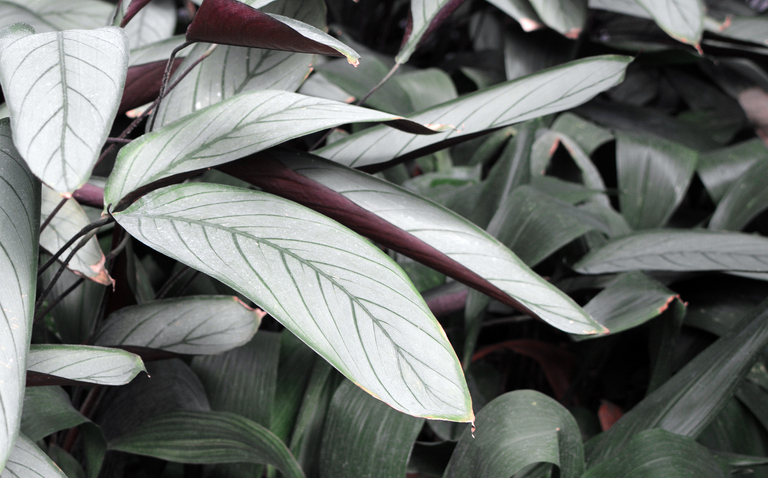 How to Care for Ctenanthe ‘Grey Star’, living house plants, bayview flowers, daisy ai, ai powered plant care