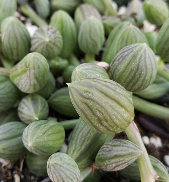 How to Care for Senecio herreanus (String of Watermelons), living house plants, bayview flowers, daisy ai, ai powered plant care