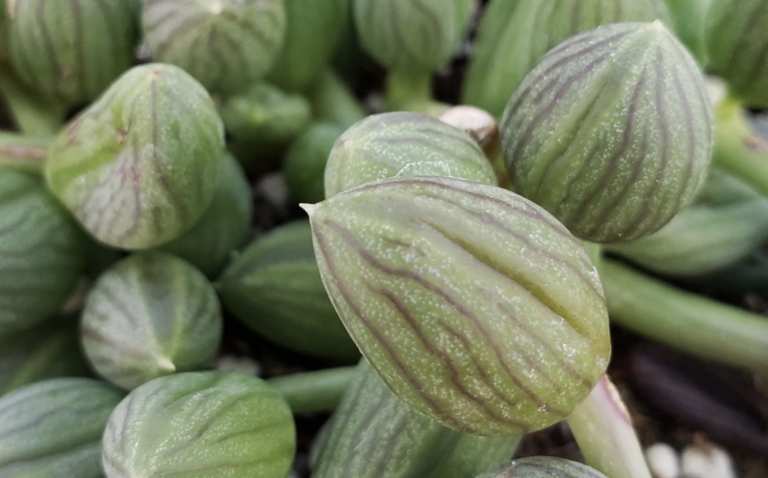 How to Care for Senecio herreanus (String of Watermelons), living house plants, bayview flowers, daisy ai, ai powered plant care