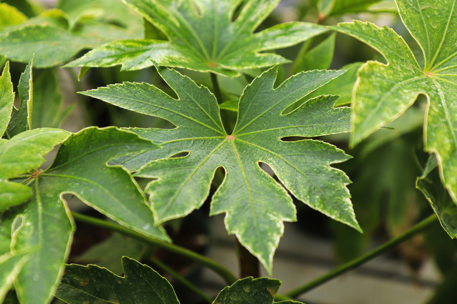 How to Care for Fatsia Plant, living house plants, bayview flowers, daisy ai, ai powered plant care