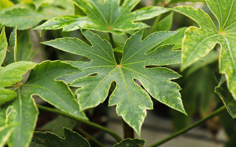 How to Care for Fatsia Plant, living house plants, bayview flowers, daisy ai, ai powered plant care