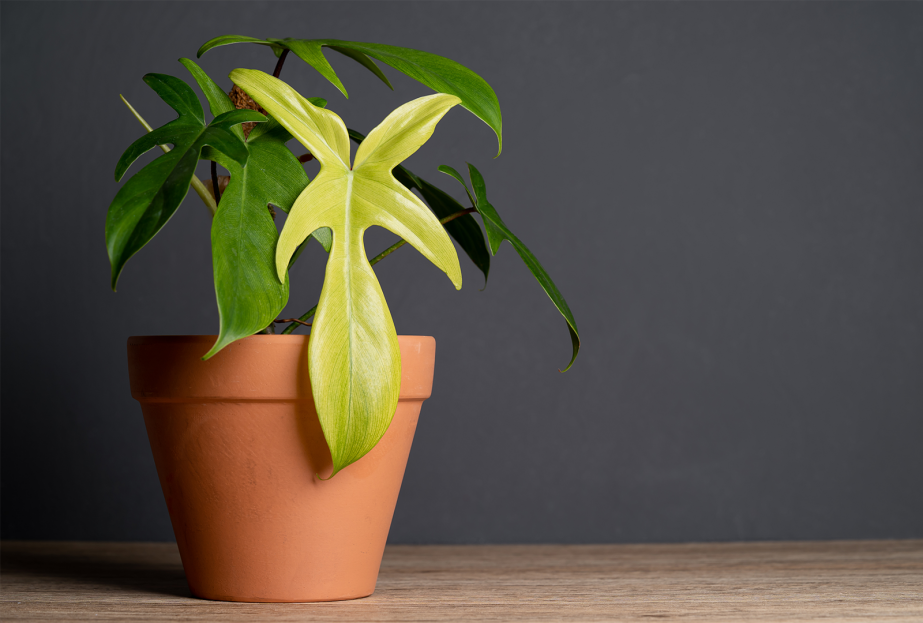 How to Care for Philodendron Florida Ghost, living house plants, bayview flowers, daisy ai, ai powered plant care