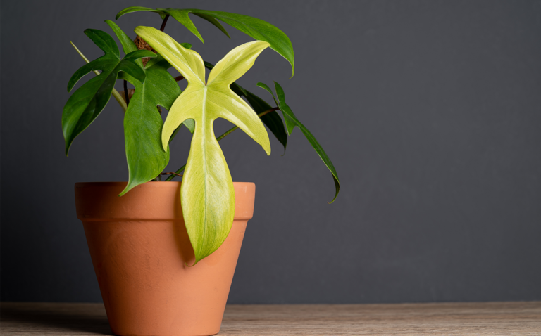 How to Care for Philodendron Florida Ghost, living house plants, bayview flowers, daisy ai, ai powered plant care