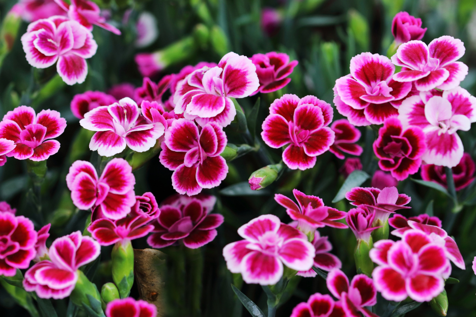 How to Care for Dianthus Houseplants, Dianthus, living house plants, bayview flowers, daisy ai, ai powered plant care