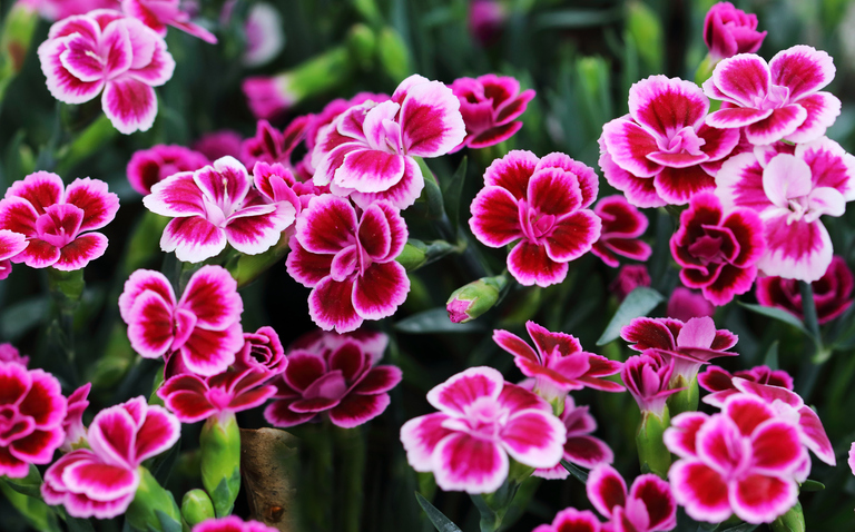 How to Care for Dianthus Houseplants, Dianthus, living house plants, bayview flowers, daisy ai, ai powered plant care