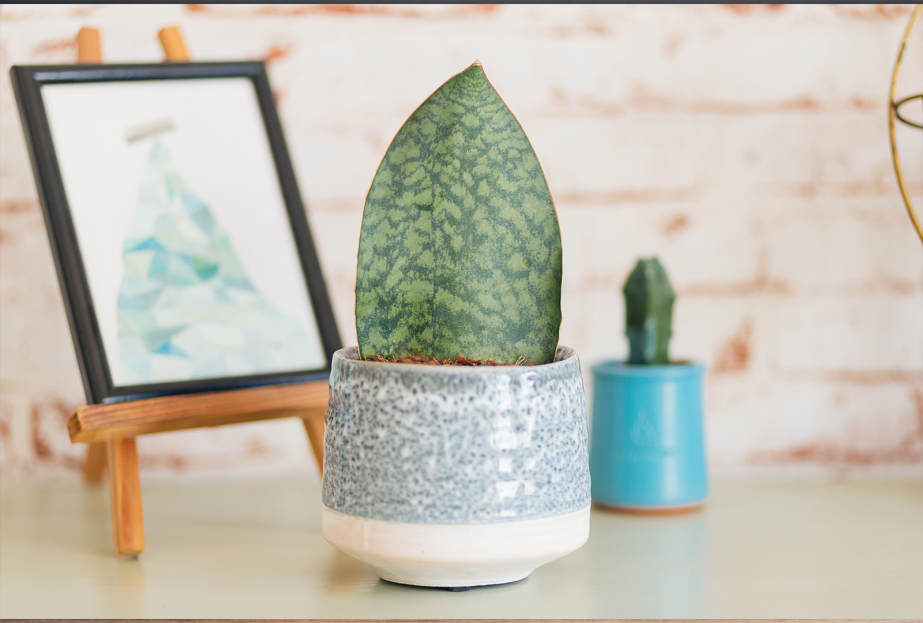 How to Care for Dracaena masoniana (Whale/Shark Fin), living house plants, bayview flowers, daisy ai, ai powered plant care