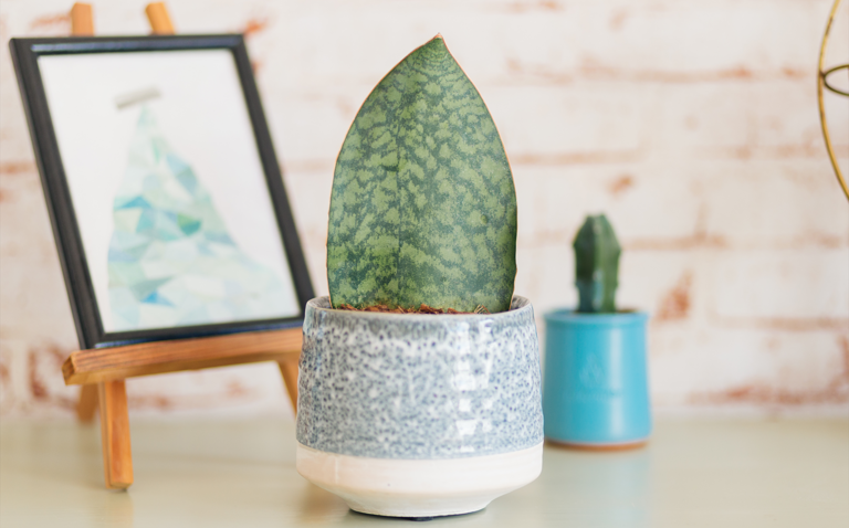 How to Care for Dracaena masoniana (Whale/Shark Fin), living house plants, bayview flowers, daisy ai, ai powered plant care