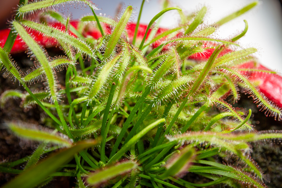 How to Care for Drosera Plants (Sundews), living house plants, bayview flowers, daisy ai, ai powered plant care