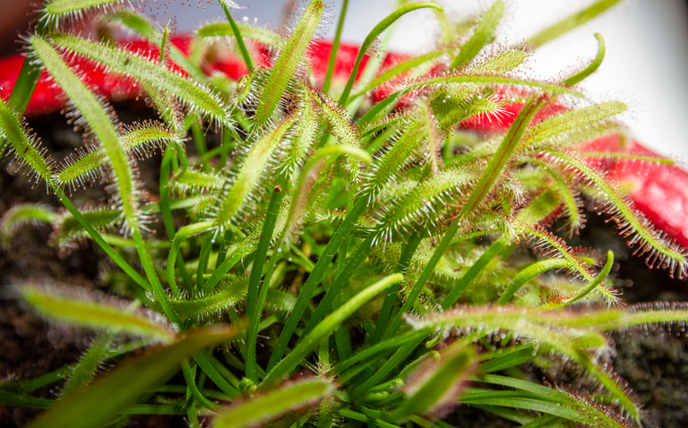 How to Care for Drosera Plants (Sundews), living house plants, bayview flowers, daisy ai, ai powered plant care