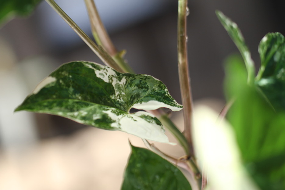 How to Care for French White Syngonium (Syngonium podophyllum), living house plants, bayview flowers, daisy ai, ai powered plant care