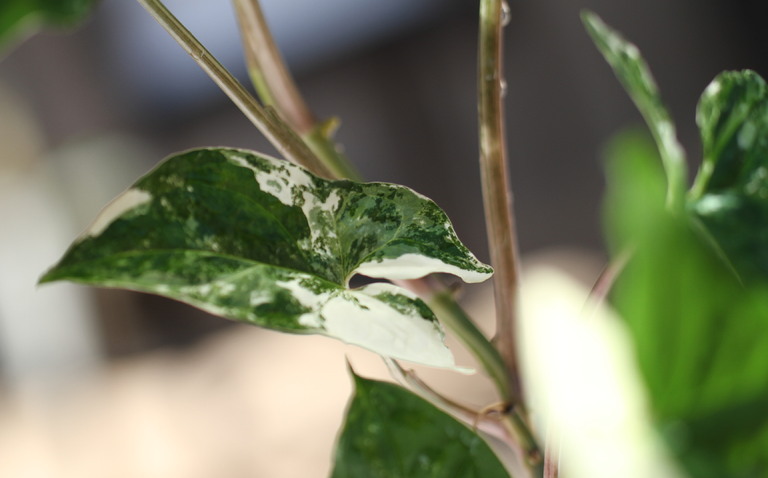 How to Care for French White Syngonium (Syngonium podophyllum), living house plants, bayview flowers, daisy ai, ai powered plant care