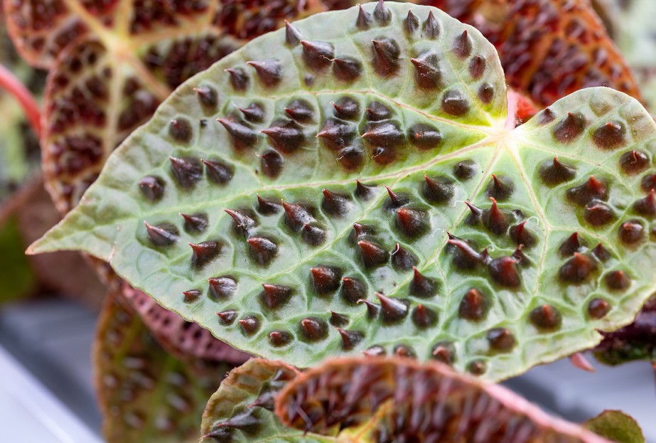 How to Care for Begonia Ferox, living house plants, bayview flowers, daisy ai, ai powered plant care