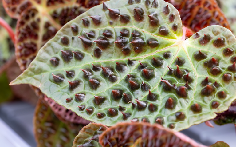 How to Care for Begonia Ferox, living house plants, bayview flowers, daisy ai, ai powered plant care