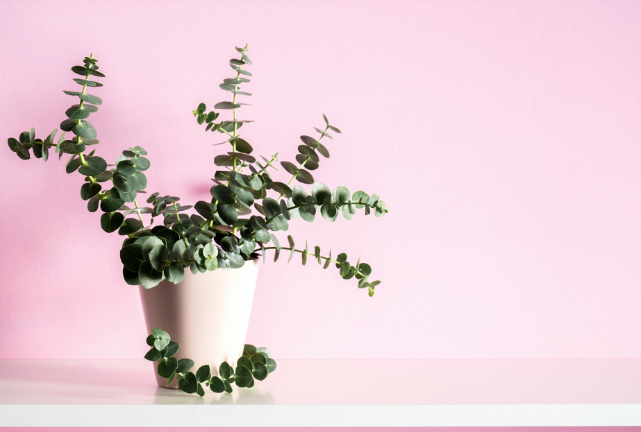 How to Care for Eucalyptus Houseplant, living house plants, bayview flowers, daisy ai, ai powered plant care