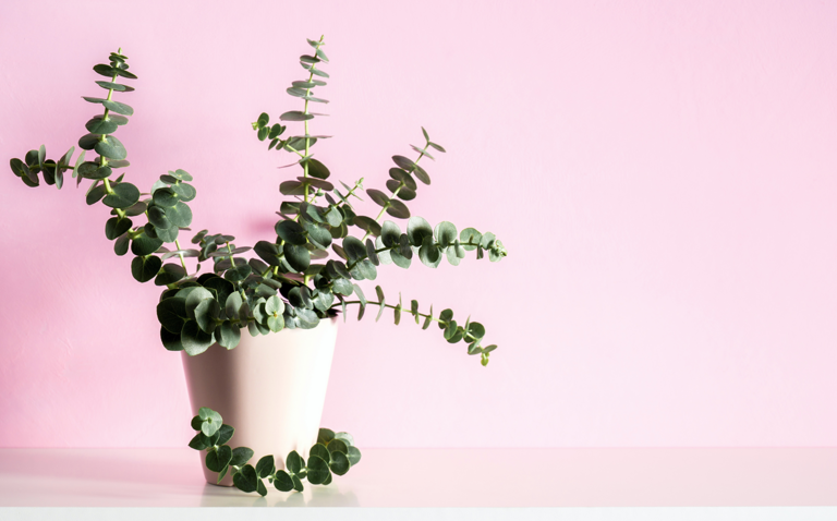 How to Care for Eucalyptus Houseplant, living house plants, bayview flowers, daisy ai, ai powered plant care