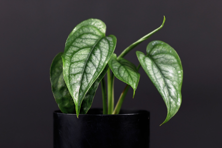 How to Care for Monstera Siltepecana, living house plants, bayview flowers, daisy ai, ai powered plant care