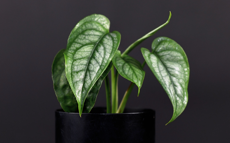 How to Care for Monstera Siltepecana, living house plants, bayview flowers, daisy ai, ai powered plant care