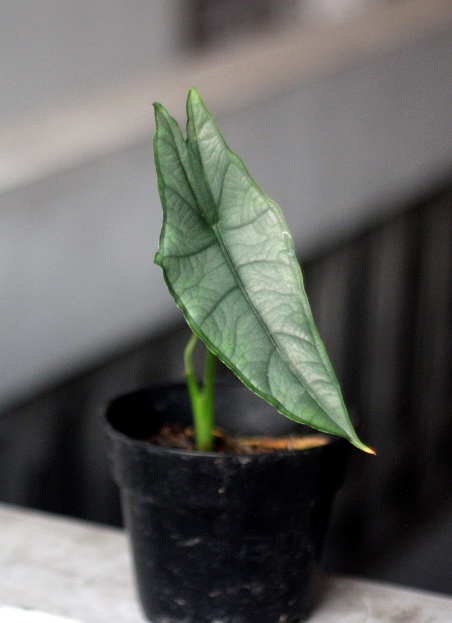 How to Care for Alocasia heterophylla 'Dragon's Breath', living house plants, bayview flowers, daisy ai, ai powered plant care