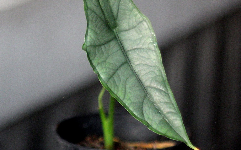 How to Care for Alocasia heterophylla 'Dragon's Breath', living house plants, bayview flowers, daisy ai, ai powered plant care