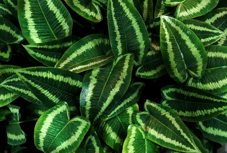 How to Care for Schismatoglottis, living house plants, bayview flowers, daisy ai, ai powered plant care