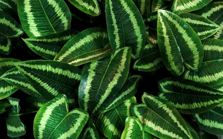 How to Care for Schismatoglottis, living house plants, bayview flowers, daisy ai, ai powered plant care