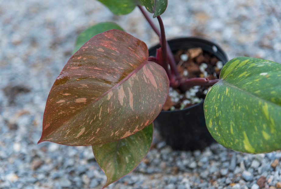 How to Care for Philodendron Orange Princess, living house plants, bayview flowers, daisy ai, ai powered plant care