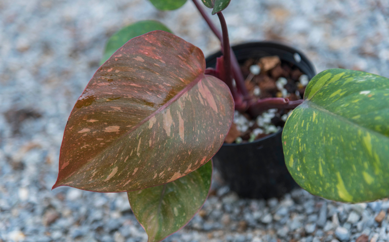 How to Care for Philodendron Orange Princess, living house plants, bayview flowers, daisy ai, ai powered plant care