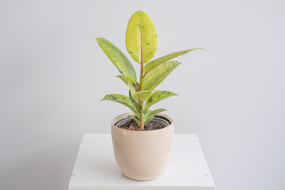 How to Care for Ficus Shivereana, living house plants, bayview flowers, daisy ai, ai powered plant care