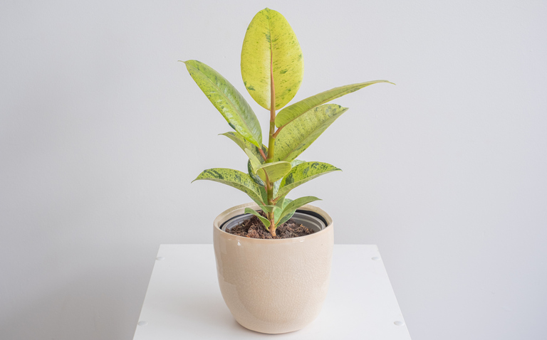 How to Care for Ficus Shivereana, living house plants, bayview flowers, daisy ai, ai powered plant care