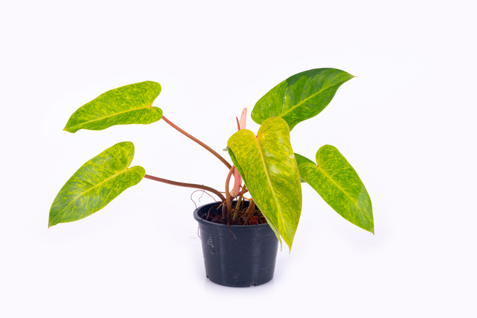 How to Care for Philodendron Painted Lady, living house plants, bayview flowers, daisy ai, ai powered plant care