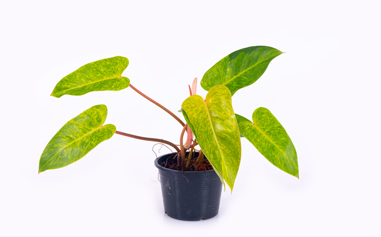 How to Care for Philodendron Painted Lady, living house plants, bayview flowers, daisy ai, ai powered plant care