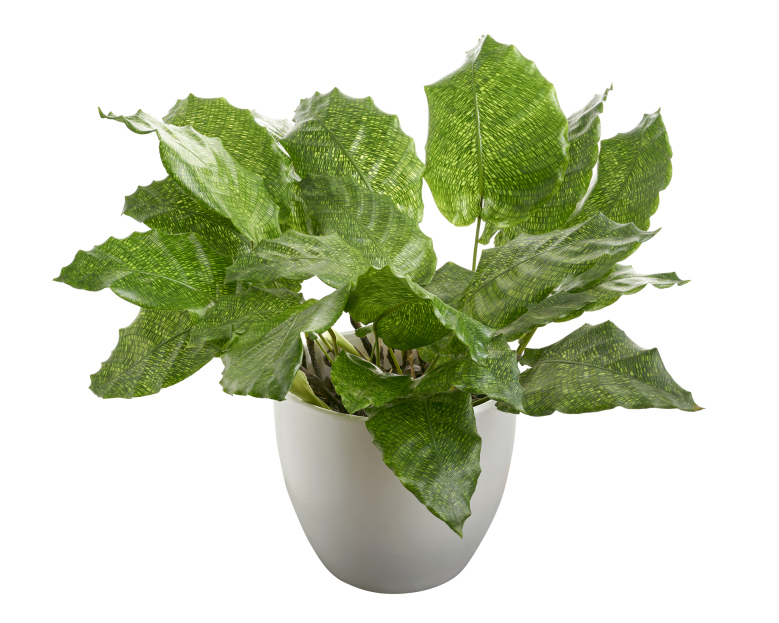 How to Care for Calathea Network, living house plants, bayview flowers, daisy ai, ai powered plant care