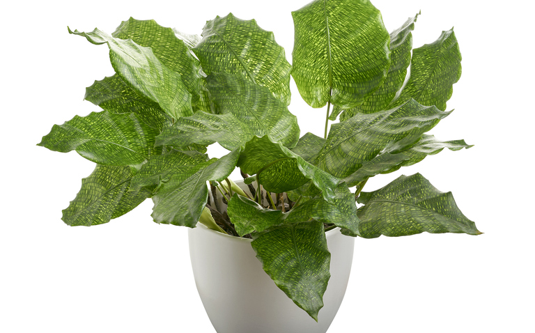 How to Care for Calathea Network, living house plants, bayview flowers, daisy ai, ai powered plant care