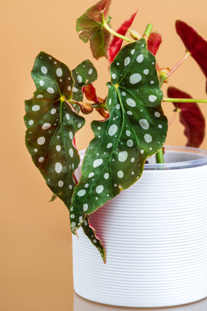 How to Care for Begonia Maculata, living house plants, bayview flowers, daisy ai, ai powered plant care