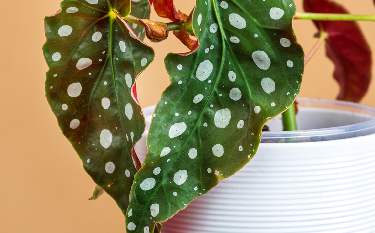 How to Care for Begonia Maculata, living house plants, bayview flowers, daisy ai, ai powered plant care
