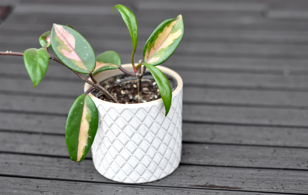 How to Care for Hoya Carnosa Tricolor, living house plants, bayview flowers, daisy ai, ai powered plant care