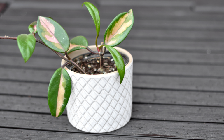 How to Care for Hoya Carnosa Tricolor, living house plants, bayview flowers, daisy ai, ai powered plant care
