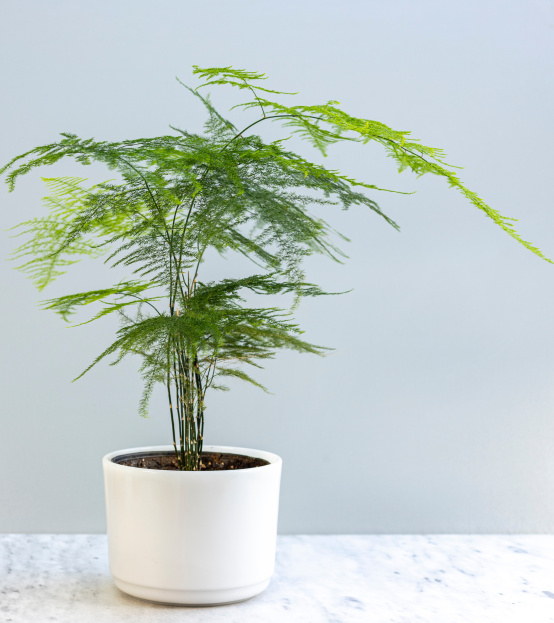 How to Care for Plumosa Fern, living house plants, bayview flowers, daisy ai, ai powered plant care