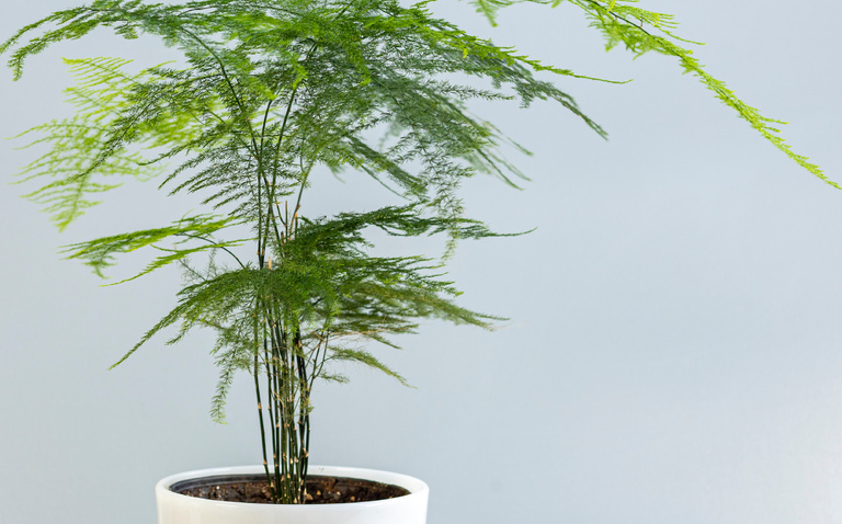 How to Care for Plumosa Fern, living house plants, bayview flowers, daisy ai, ai powered plant care