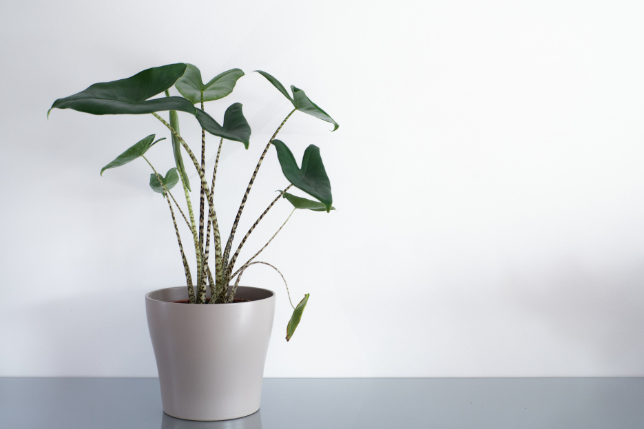 How to Care for Alocasia Zebrina, Alocasia Zebrina, living house plants, bayview flowers, daisy ai, ai powered plant care