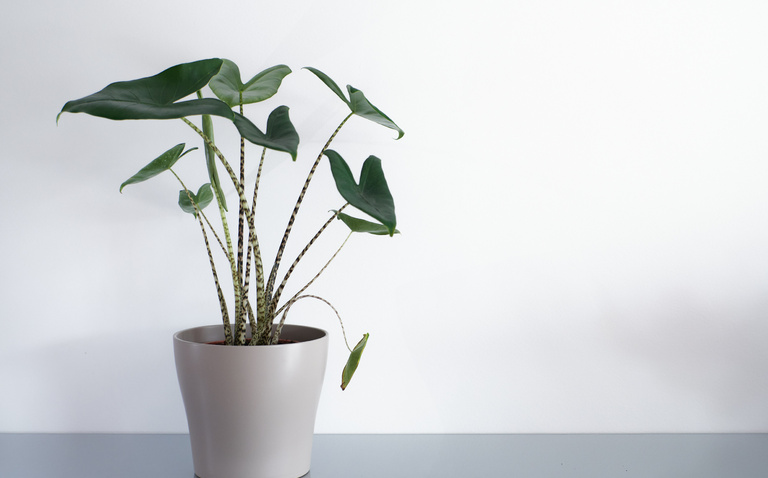How to Care for Alocasia Zebrina, Alocasia Zebrina, living house plants, bayview flowers, daisy ai, ai powered plant care