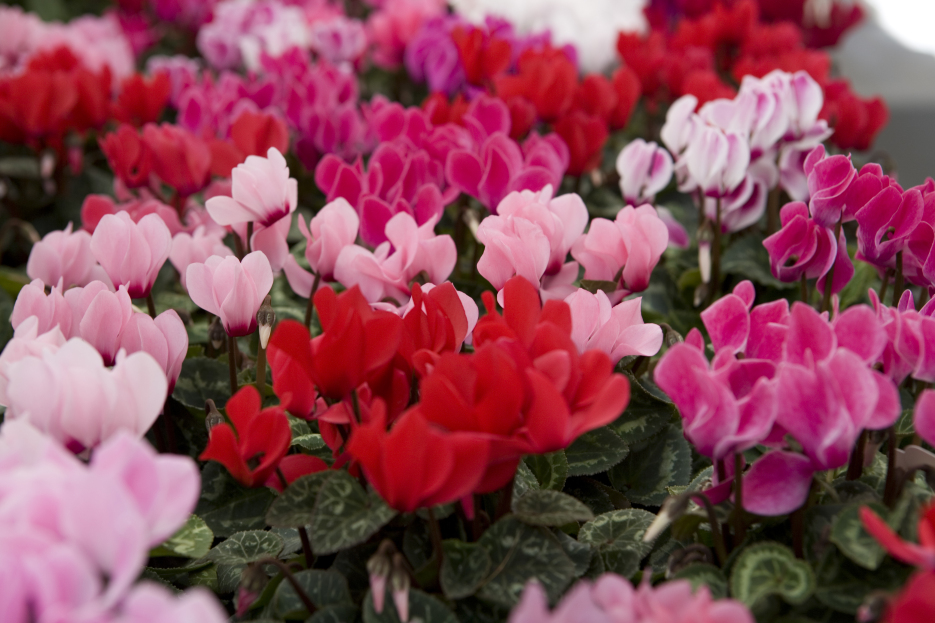 How to Care for Cyclamen, Cyclamen plant care, living house plants, bayview flowers, daisy ai, ai powered plant care 