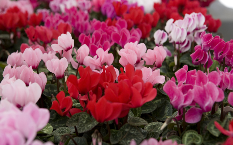 How to Care for Cyclamen, Cyclamen plant care, living house plants, bayview flowers, daisy ai, ai powered plant care 