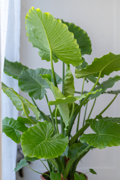 Alocasia Portadora Plant Care Guide, living house plants, bayview flowers, daisy ai, ai powered plant care
