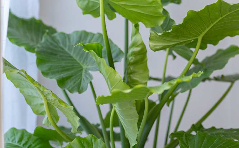 Alocasia Portadora Plant Care Guide, living house plants, bayview flowers, daisy ai, ai powered plant care