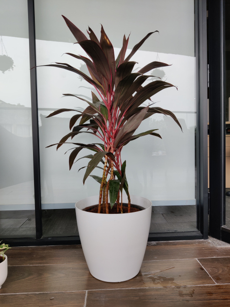 Cordyline fruticosa ‘Red’ Plant Care Guide, living house plants, bayview flowers, daisy ai, ai powered plant care