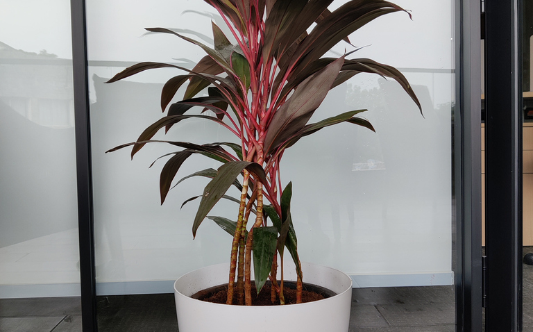 Cordyline fruticosa ‘Red’ Plant Care Guide, living house plants, bayview flowers, daisy ai, ai powered plant care