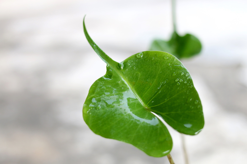 Alocasia Stingray Care Guide, living house plants, bayview flowers, daisy ai, ai powered plant care